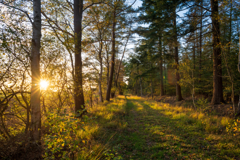 Wald